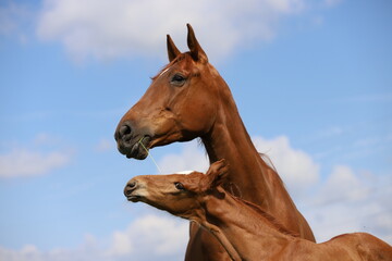 chestnut foal looks up at its mother against a blue sky with white clouds