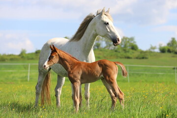 beautiful chestnut foal with white blaze against the background of a gray mare on green meadow