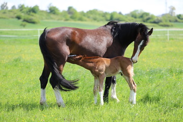 beautiful chestnut foal with blaze drinking milk from a bay mare on the background of a green meadow