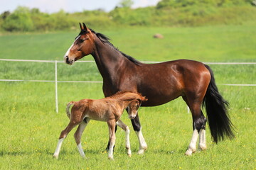 Naklejka na ściany i meble sweet chestnut foal with bay mare on a background of lush green grass