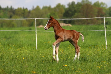 sweet chestnut foal with white blaze and socks in the meadow
