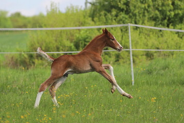 a beautiful chestnut foal with white high socks galloping against the background of a green spring...