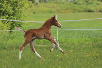 a sweet chestnut foal with socks galloping against the background of a green meadow