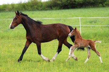 Naklejka na ściany i meble a beautiful chestnut foal with socks and a bay mare galloping in a green meadow