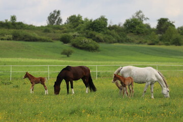 beautiful foals with mares on the background of a green meadow