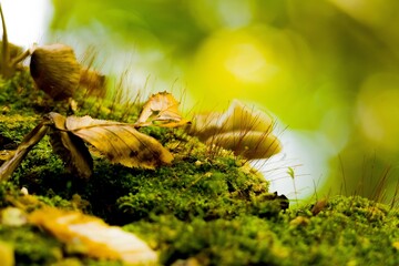 Makroworld with leaves // Makrowelten mit Blättern