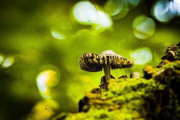 Mushroom in green // Pilz im Grünen