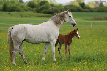 beautiful chestnut foal and a gray mare standing in a green meadow