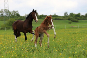bay mare and beautiful chestnut foal with blaze on the background of a green meadow