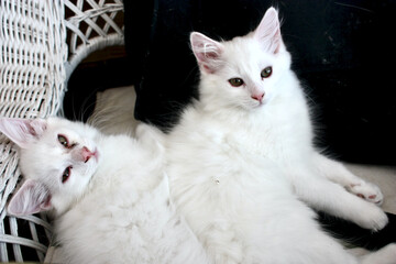 Two White Kittens 