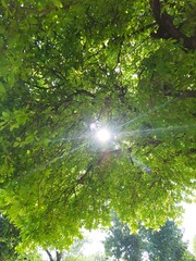 sun shining through the trees - green leaves in the background