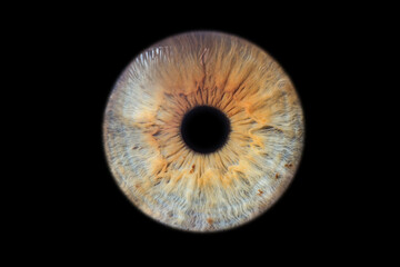 Human eye pupil close up isolated on black background - obrazy, fototapety, plakaty