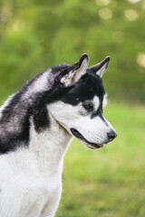 Black and white Siberian Huskya in the forest