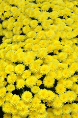 Blooming yellow chrysanthemum flowers background . Landscaping ,growing flowers ,greeting concept