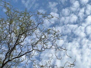 Tortuous willow tree against cloudy sky.