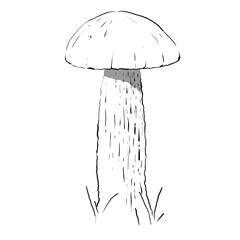 boletus is a mushroom line drawing vector