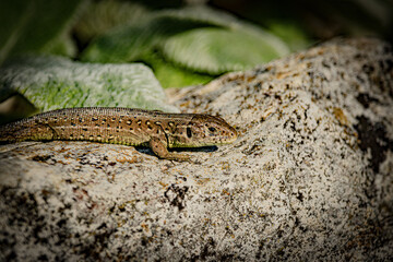 Lizard on rock // Eidechse auf Felsen