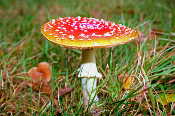 Plopsa mushroom