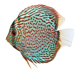 Blue Discus fish. PNG masked background.
