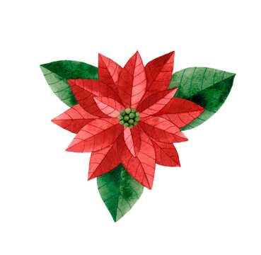 Watercolor hand drawn illustration of the Poinsettia. Isolated on white background. Hand painted watercolour Christmas Flower