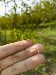 grasshopper on hand, hand holding grasshopper, green grasshopper