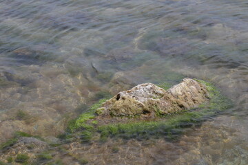 A stone in the water overgrown with grass