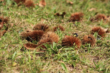 Castañas maduras caídas en el suelo