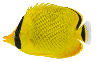 Latticed Butterfly fish. Chaetodon rafflesi. PNG masked background.
