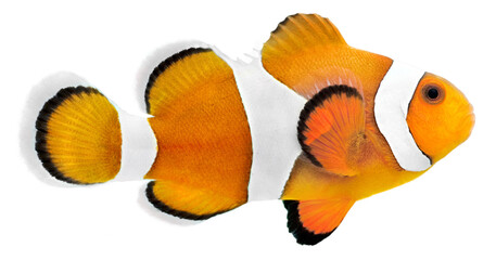 Clown fish (Amphiprion ocellaris). PNG masked background.
 - obrazy, fototapety, plakaty