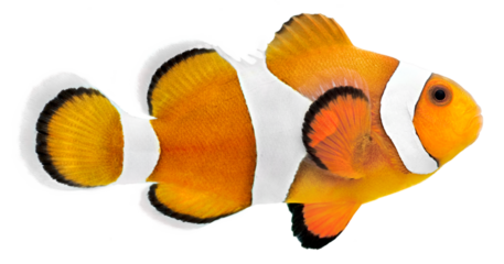 Clown fish (Amphiprion ocellaris). PNG masked background.
