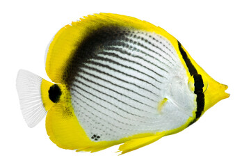 Blackback Butterflyfish. Chaetodon melannotus. PNG masked background.
