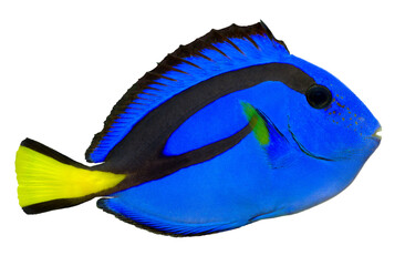 Blue Tang. PNG masked background.
