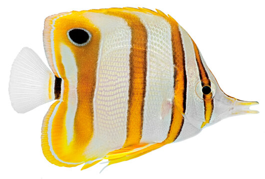 Copperbanded Butterfly fish. PNG masked background.

