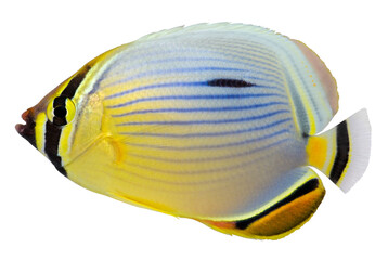 Pacific Redfin Butterflyfish. PNG masked background.  © johannes