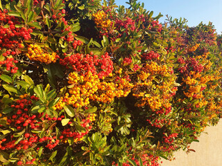 A cotoneaster or pyracantha bush with yellow and red berries serves as a hedge