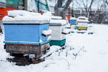 Colorful hives on apiary in winter stand in snow among snow-covered trees. pair of snow covered bee hives. Apiary in wintertime. Hives on apiary in December in Europe.