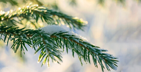 Obraz premium green branch of fir-tree, needles strewed by white snow