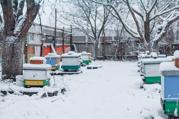Colorful hives on apiary in winter stand in snow among snow-covered trees. Beehives in apiary...