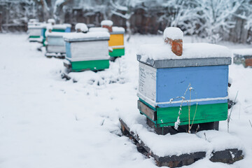 Colorful hives on apiary in winter stand in snow among snow-covered trees. Beehives in apiary covered with snow in wintertime in frosty. Multiple yellow and blue painted bee hive boxes on snowy.