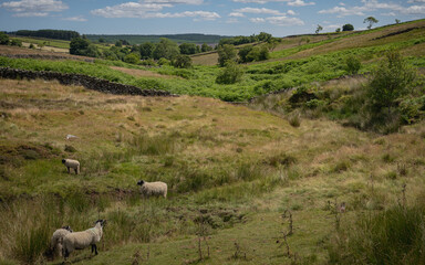 sheep in the field