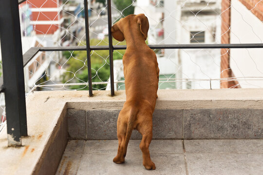 Peque&ntilde;o cachorro de Dachshund mirando por el balc&oacute;n.