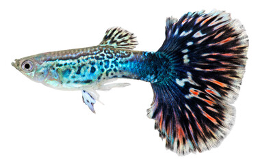 Guppy fish. Poecilia reticulata. PNG masked background.
 - obrazy, fototapety, plakaty