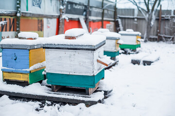 beehives in the garden in winter snow floor. Wintering honeybees in fresh air outside winter. Hives...