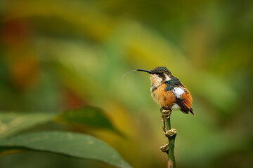 Gorgeted Woodstar (Chaetocercus heliodor) female hummingbird in tribe Mellisugini, Trochilinae, the...