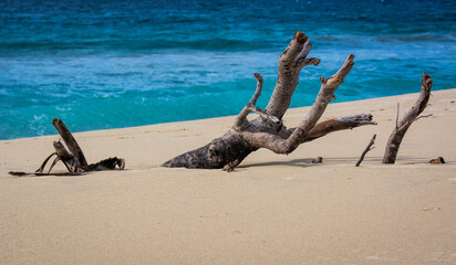 Fototapeta na wymiar Sand-covered driftwood on Pescadero Beach, Baja California, Mexico
