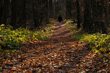 Young man in black jacket walking on road with fallen leaves in autumn forest. Pavel Kubarkov, i in autumn forest. Photo was taken 1 November 2022 year, MSK time in Russia. - 543055897