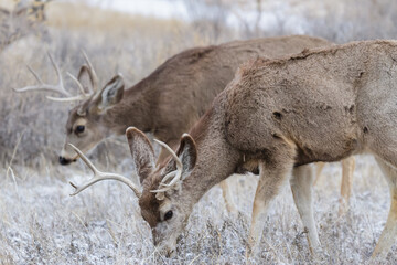 Naklejka na ściany i meble Colorado Wildlife. Wild Deer on the High Plains of Colorado. Mule deer bucks