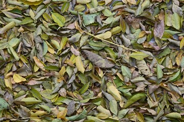 Fondo con detalle y textura de multitud de hojas de tonos verdes y marrones, en tonos de otoño