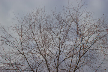 Fototapeta na wymiar tree without leaves in autumn against gray sky 