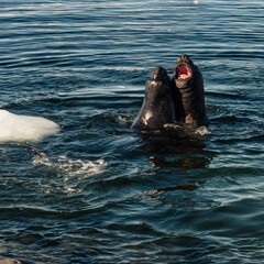 Obraz premium Male Elephant Seals Battle